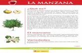 LA MANZANA - C.E.I.P. César Augustoceipcesaraugusto.catedu.es/wp-content/uploads/2016/01/ficha-manzana.pdf · La manzana ha sido un fruto simbólico a lo largo de la his-toria. Se