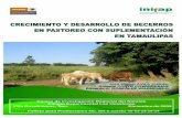 FOLLETO BECERROS EN PASTOREO - Inifap Cirne · requerimientos del ganado, la suplementación de proteína para bovinos en pastoreo no es una práctica común en la ganadería de Tamaulipas