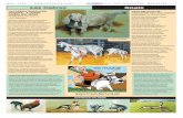 Las Cabras Voz 05_2016.pdf cabra Oberhaslis, la cabra Togenburg y la cabra Saanen. Mucha gente cree que las cabras fueron los primeros animales domesticados. En cierta época fueron