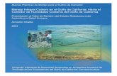 Manejo Integral Costero en el Golfo de California: Haciael ...has. de lagunas costeras, incluyendo 256,413 has. de manglar. IMPORTANCIA DE LOS HUMEDALES •En el año 2002, los estados