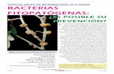 ESPECIAL GRUPO DE MICROBIOLOGÍA DE PLANTAS …...importantes. El número de bacterias fitopatógenas descri-tas en 2006 en España era ya de 50 y entre ellas destacan las consideradas