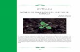 07 Cap 6 Manejo de malezas en el cultivo de cebollaproyecto-cebolla.cl/wp-content/uploads/2017/05/07... · esculentus y rotundus), chamico (Datura stramonium), clonqui (Xanthium spinosum)