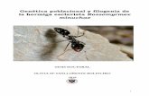 Genética poblacional y filogenia de la hormiga esclavista … · 2010-04-07 · genética, o bien una haber sufrido un cuello de botella y la otra no y tener el mismo tamaño poblacional