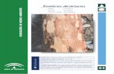 Tomicus destruens - Junta de Andalucía...madera una serie de galería en forma de espina de pescado, que impiden la circulación de la savia y el agua, causando la muerte del pie