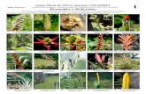 WEB VERSION Bromelias Heliconias · 2014-08-25 · Santa María de Chivor, Boyacá, COLOMBIA Bosque húmedo tropical, vertiente oriental de la Cordillera Oriental, 800-1200 m de altitud