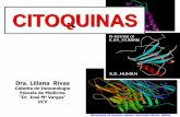 CITOQUINAS - WordPress.com · 2017-03-28 · Citoquinas Origen celular Efectos biológicos Factor de necrosis tumoral (TNF- ) Macrófagos, linfocitos T Inflamación IL-1 Macrófagos,