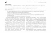 Nuevo registro de Bdallophytum ... - ibiologia.unam.mx 83_4/PDF/29-1105.pdf · de Biología, UNAM, México, D. F. 6 p. Alvarado-Cárdenas, L. O. 2009. Sistemática del género Bdallophytum