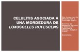 CELULITIS ASOCIADA A Drs. Lorena de la UNA MORDEDURA DEfetoc.es/reuniones/Gitab/GITAB febrero 14/Loxoceles reclusa_GITAB.pdf · presentar celulitis en la parte interna de extremidad