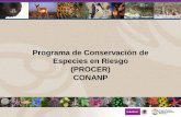 Programa de Conservación de Especies en Riesgo (PROCER) … · 2017-08-17 · El PROCER • Objetivo general: –Establecer las bases, coordinar, impulsar y articular los esfuerzos