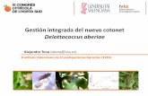 Gestión integrada del nuevo cotonet Delottococcus …...Gestión integrada del nuevo cotonet Delottococcus aberiae • Pseudocóccido: cotonet de les Valls • Detección 2009 en