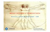 Estructura y función del cuerpo humano -UOM · MEDIO INTERNO Y HOMEOSTASIA Estructura y función del cuerpo humano -UOM Dr. Antoni Gamundí Departamentde Biologia