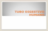TUBO DIGESTIVO HUMANOblogs.maristassegovia.org/secundaria2/files/TUBO-DIGESTIVO-HUMANO.pdf · Absorción: intestino delgado Paso de sustancias desde el tubo digestivo hacia la sangre