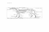 Apendice B. - WordPress.com · Apendice B. Figura 1. Esquema de mamífero y nomenclatura de las piezas anatómicas más usadas por la arqueozoología mexicana (Reitz y Wing 2000).