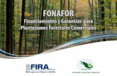 El sector forestal es un polo de atracción para las inversiones · 2011-06-02 · El sector forestal tiene amplio potencial de inversiones. En el Proyecto de la Cuenca Forestal del