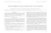 Paraganglioma del órgano de Zuckerkandl · 2016-10-27 · El término feocromocitoma proviene de las palabras griegas phaios, chromo y cytoma, las cuales significan oscuro, coloreado