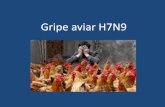 Gripe aviar H7N9 · 2013-08-05 · Medidas de prevención •Mantener el lavado de manos frecuente antes y después de preparar alimentos, y antes y después de toser o estornudar