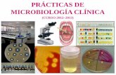 PRÁCTICAS DE MICROBIOLOGÍA CLÍNICAasignatura.us.es/mbclinica/docs/practicas/practicas-mb... · 2012-10-08 · Lectura de la galería API 20E. Si la prueba de la glucosa no es positiva