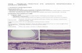 TPH8 - TRABAJO PRÁCTICO Nº8: APARATO RESPIRATORIO Y ... parte I.pdf · • Identificar los órganos que componen el aparato respiratorio. • Reconocer los componentes tisulares