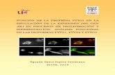 FUNCIÓN DE LA PROTEÍNA PTTG1 EN LA REGULACIÓN DE LA ...digital.csic.es/bitstream/10261/131230/1/proteínapttg1.pdf · FBS Suero fetal bovino FGF Factor de crecimiento de fibroblastos