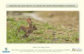 Especies de caza menor: el conejo de monte (Oryctolagus ... · Especies de caza menor: el conejo de monte (Oryctolagus cuniculus)Alfonso San Miguel Ayanz Dep. Sistemas y Recursos
