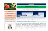 Curriculum brevisbios.biologia.umich.mx/optativas_2020_2020/botanica/ma_dolores_uribe... · Curriculum brevis . Bióloga en 1990, Universidad Michoacana de San Nicolás de Hidalgo.