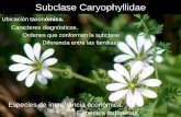 Subclase Caryophyllidae - UNLP 12... · Ubicación taxonómica. Subclase Caryophyllidae Caracteres diagnósticos. Diferencia entre las familias Ordenes que conforman la subclase Especies