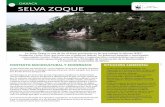 1118 selva zoque - Carlos Slim · La Selva Zoque tiene una superficie de 1,133,370 hectáreas, de las que la subregión Chimalapas (Oaxaca) representa 60%, la subregión Uxpanapa