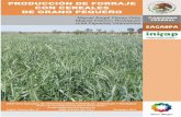 SECRETARIA DE AGRICULTURA, GANADERÍA, DESARROLLO … · texturas de suelo que va de franco arenosa a franco arcillosa, con un rango de pH de 5.5 a 7.5, tiene una alta tolerancia