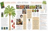 La palma aceitera, cultivo del futuro Elaeis guineensisde 2 a 3% del peso de los racimos; de color marfil, sus características se aproximan a las del aceite de coco. Una cosecha manual