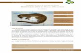 Avaliação do risco de extinção da gatiara, bassaricyon ... · 258 Instituto Chico Mendes de Conservação da Biodiversidade Avaliação do Estado de Conservação dos Carnívoros