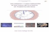 AISLAMIENTO Y CARACTERIZACIÓN DE BACTERIAS METILOTROFAS DE ... Project_JJ_Gallego.pdf · bacterias promotoras del crecimiento vegetal (PGPR) (Schauer, 2011).Las PGPR son bacterias