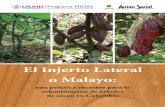 El Injerto Lateral o MalayoEl injerto Lateral o Malayo: una práctica eficiente para la rehabilitación de árboles de cacao en Colombia Los avances en la aplicación de esta estrategia