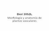 video slide · 2019-02-19 · Hojas: •El órgano principal fotosintético de la mayor parte de las plantas vasculares. •Usualmente tienen una porción plana, la lámina, y un