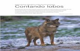 censoloboiberico.files.wordpress.com · Tras el rastro del lobo Los encargados de este censo científico trabajan desde diciembre de 2015 para determinar el nú- mero real de lobos