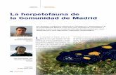 La herpetofauna de la Comunidad de Madrid · 2014-06-04 · anfibios de pie de sierra, especies presentes exclusivamente en la rampa serrana madrileña. Las dos especies de urodelos
