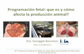 Programación fetal: que es y cómo afecta la producción animal?...La restricción energética de las oveja en el segundo tercio de gestación, aún cuando son alimentadas correctamente