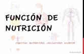 FUNCIÓN DE NUTRICIÓN - inmaestra · 2016-03-25 · APARATO DIGESTIVO Conjunto de órganos encargado de transformar los alimentos en nutrientes. 1. BOCA (dientes,)lengua,) glándulas)salivales))