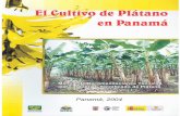 El Cultivo de Plátano en Panamábdigital.binal.ac.pa/rdd/down.php?ftd=idiap/cultivoplata... · La Planta de Plátano, Requerimientos para su Desarrollo y Áreas de Cultivo en la