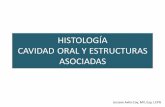 HISTOLOGÍA CAVIDAD ORAL Y ESTRUCTURAS ASOCIADAShistolab.com.co/images/2017/histologia/14.-DIGESTIVO-I-ORAL-Y... · GENERALIDADES APARATO DIGESTIVO • TUBO DIGESTIVO LUZ = EXTERIOR