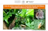 Guía de daños causados por la Cochinilla Rosada del Hibisco … · 2019-05-14 · forma de roseta , en naranja dulce, Citrus x sinensis. Daño en brotes provocado por la CRH. 1