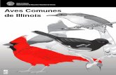 State of Illinois Departamento de Recursos Naturales de ... · Los huesos de ave son fuertes y tienen refuerzos internos. Muchos huesos de ave están llenos de aire y están conectados