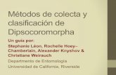 Métodos de colecta y clasificación de Dipsocoromorphatruebuglabatucr.weebly.com/uploads/2/1/2/8/21283830/spanish_guid… · Métodos de colecta y clasificación de Dipsocoromorpha