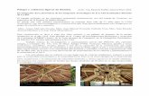 Palapa y cubiertas ligeras de Bambú. A Paulino.docx.pdfEl bambú ya en las instalaciones de la UAM Xochimilco, se le dio el cuidado pertinente para su posterior manejo y preservación.