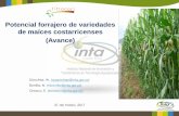 Potencial forrajero de variedades de maíces costarricenses … · 2019-11-19 · Uso del maíz como forraje en Costa Rica…? •Amplia adaptación (0 a 2000 msnm). •Uso en crecimiento