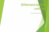 Diferenciación celular · Fig 43-8. En Ios mamíferos se forma un blastocisto. Cornenzando en el estadio de 8 células, el embrión de Ios mamíferos sufre la compactación de sus