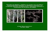 Estudio de lignina y lípidos en madera de eucalipto: … theses/2008... · 2016-01-26 · Estudio de lignina y lípidos en madera de eucalipto: Caracterización química en distintas