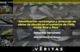 “Identificación morfológica y molecular de aletas de ... · “Identificación morfológica y molecular de aletas de tiburón en el comercio de Chile, Costa Rica y Perú” Sebastián