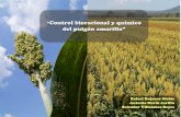 Control bioracional y químico del pulgón amarillo” · 2017-03-21 · “Control bioracional y químico ... • Aplicación al follaje • Resistencia vegetal • Estrategia de
