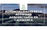Presentación de PowerPoint · 2020-01-25 · CAJAMARCA: BAJA PRODUCTIVIDAD Cajamarca tiene la productividad mas baja del Perú. La mayor parte de los predios rurales son al secano.