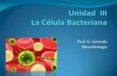 Prof. G. Acevedo Microbiologíagmapcourses.yolasite.com/resources/Unidad II La Celula... · 2011-03-27 · Bacterias Son microorganismos unicelulares procariotas mucho más simples